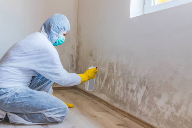 Licensed Mold Testing service in Antioch, IL - WQB Mold Removal